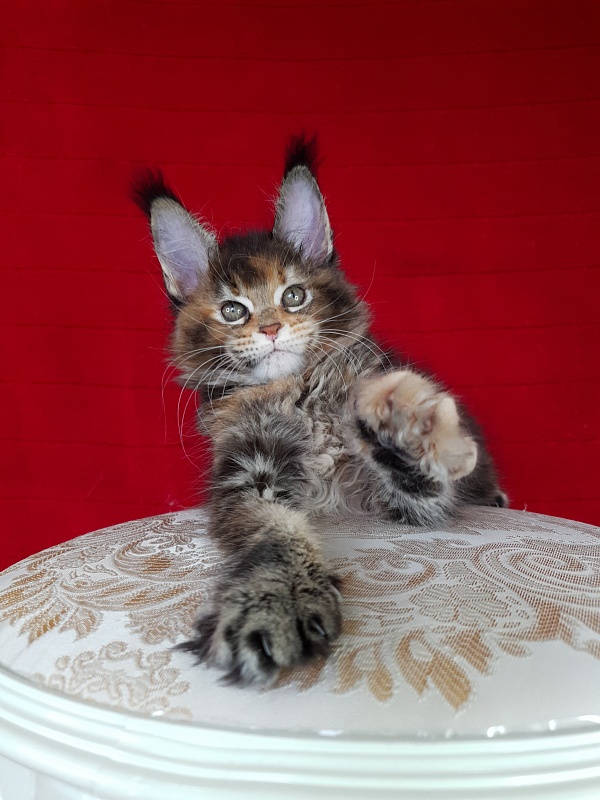 K.C*Liza Akbars - Kitten maine-coon 1 month 2.5 weeks