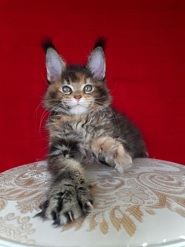 K.C*Liza Akbars - Kitten maine-coon 1 month 2.5 weeks