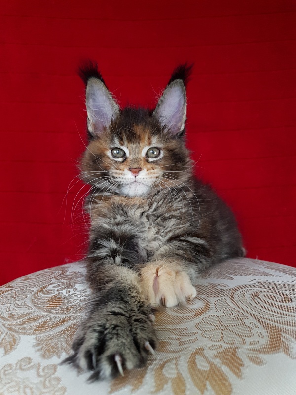 K.C*Liza Akbars - Kitten maine-coon 1 month 2.5 weeks