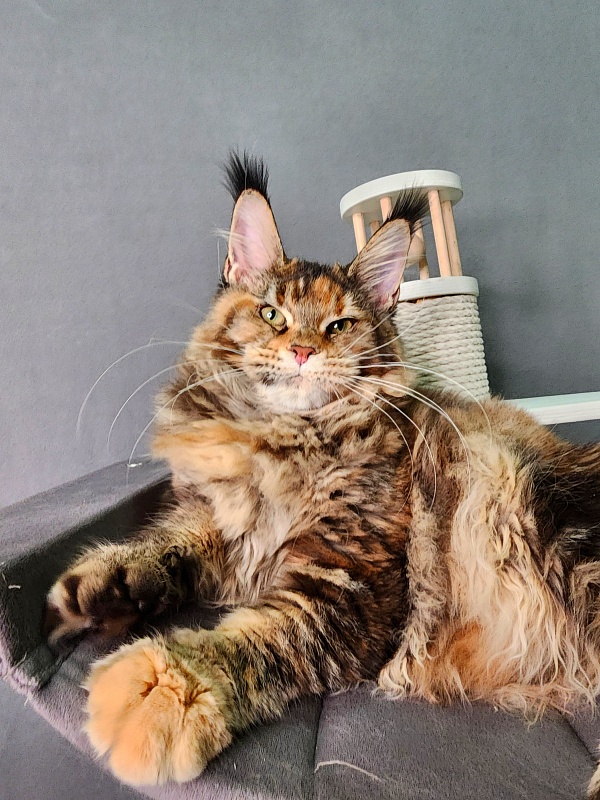 K.C*Liza Akbars - Kitten maine-coon 5 months 0.5 weeks