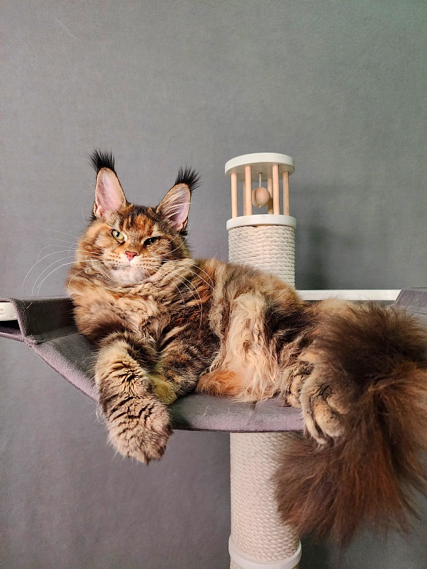 K.C*Liza Akbars - Kitten maine-coon 5 months 0.5 weeks
