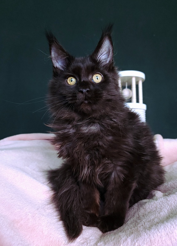 Ida Ko-Ko Akbars - Kitten maine-coon 3 months 3 weeks