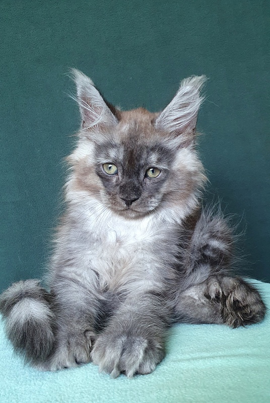 My Mostang Akbars (polydactyl 66/77) - Kitten maine-coon 2 months 0.5 weeks