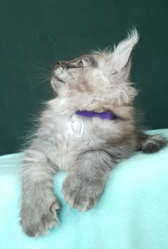 My Mostang Akbars (polydactyl 66/77) - Kitten maine-coon 2 months 0.5 weeks