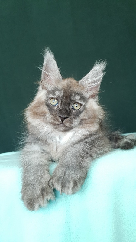 My Mostang Akbars (polydactyl 66/77) - Kitten maine-coon 2 months 0.5 weeks