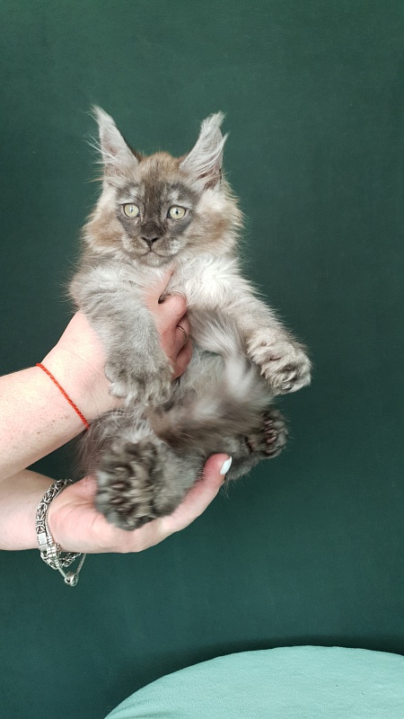 My Mostang Akbars (polydactyl 66/77) - Kitten maine-coon 2 months 0.5 weeks