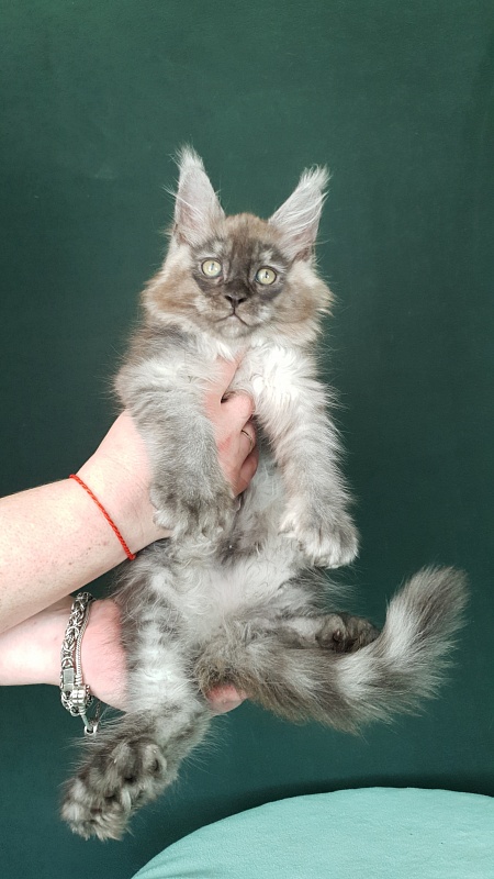 My Mostang Akbars (polydactyl 66/77) - Kitten maine-coon 2 months 0.5 weeks
