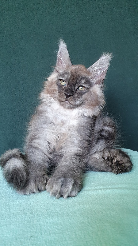 My Mostang Akbars (polydactyl 66/77) - Kitten maine-coon 2 months 0.5 weeks