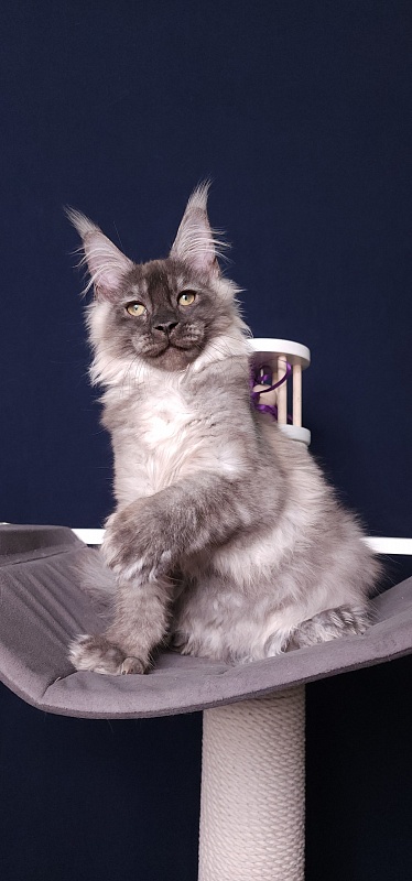 My Mostang Akbars (polydactyl 66/77) - Kitten maine-coon 3 months 3.5 weeks