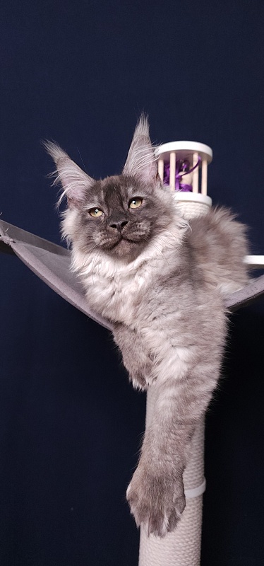 My Mostang Akbars (polydactyl 66/77) - Kitten maine-coon 3 months 3.5 weeks