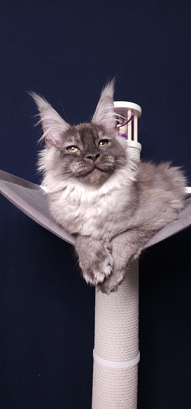 My Mostang Akbars (polydactyl 66/77) - Kitten maine-coon 3 months 3.5 weeks