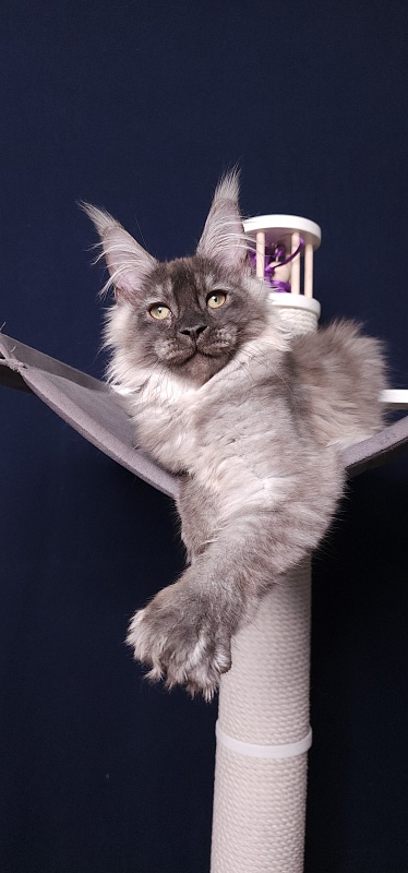 My Mostang Akbars (polydactyl 66/77) - Kitten maine-coon 3 months 3.5 weeks
