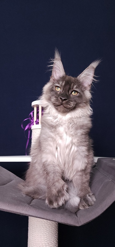 My Mostang Akbars (polydactyl 66/77) - Kitten maine-coon 3 months 3.5 weeks
