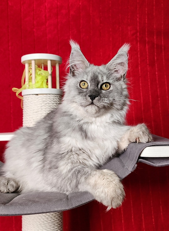 Ice lady Akbars - Kitten maine-coon 4 months 3 weeks
