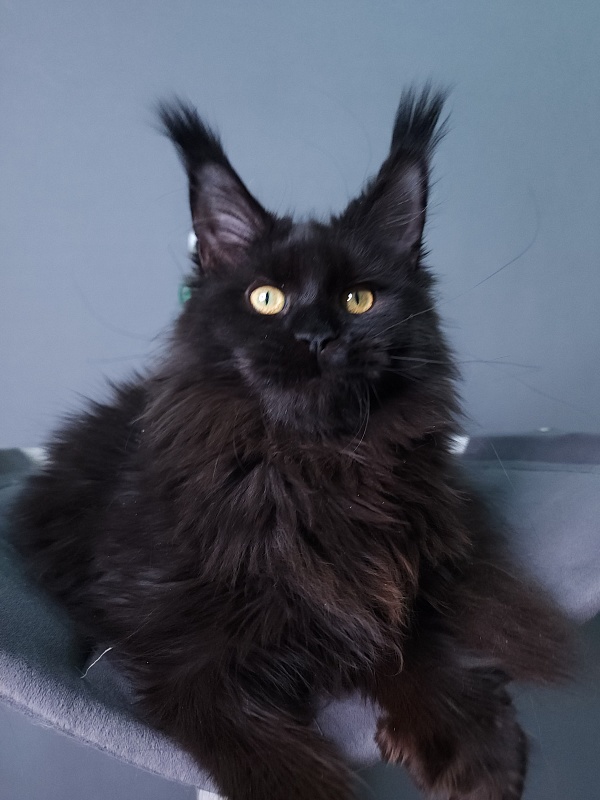 J. C. Lisa Akbars (polydactyl 66/66) - Kitten maine-coon 5 months 3 weeks