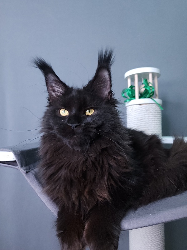 J. C. Lisa Akbars (polydactyl 66/66) - Kitten maine-coon 5 months 3 weeks