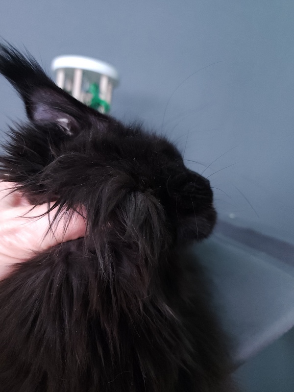 J. C. Lisa Akbars (polydactyl 66/66) - Kitten maine-coon 5 months 3 weeks