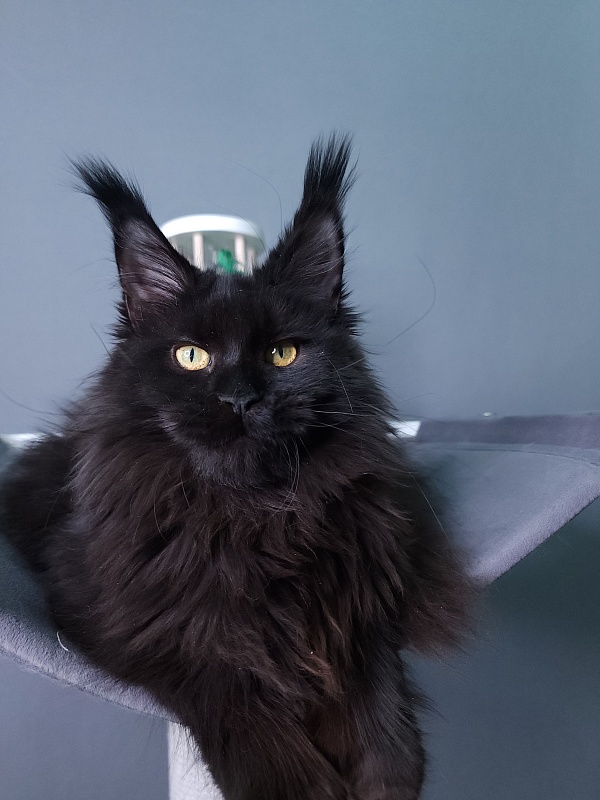 J. C. Lisa Akbars (polydactyl 66/66) - Kitten maine-coon 5 months 3 weeks