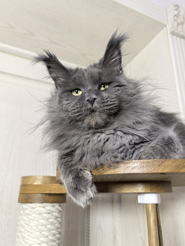 La*Mark Akbars - Adult maine-coon 1 year 8 months