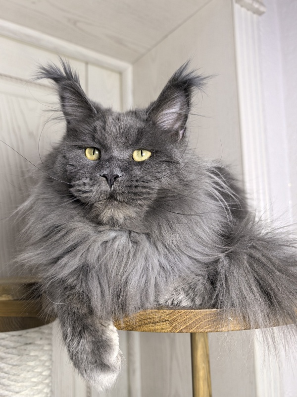 La*Mark Akbars - Adult maine-coon 1 year 8 months