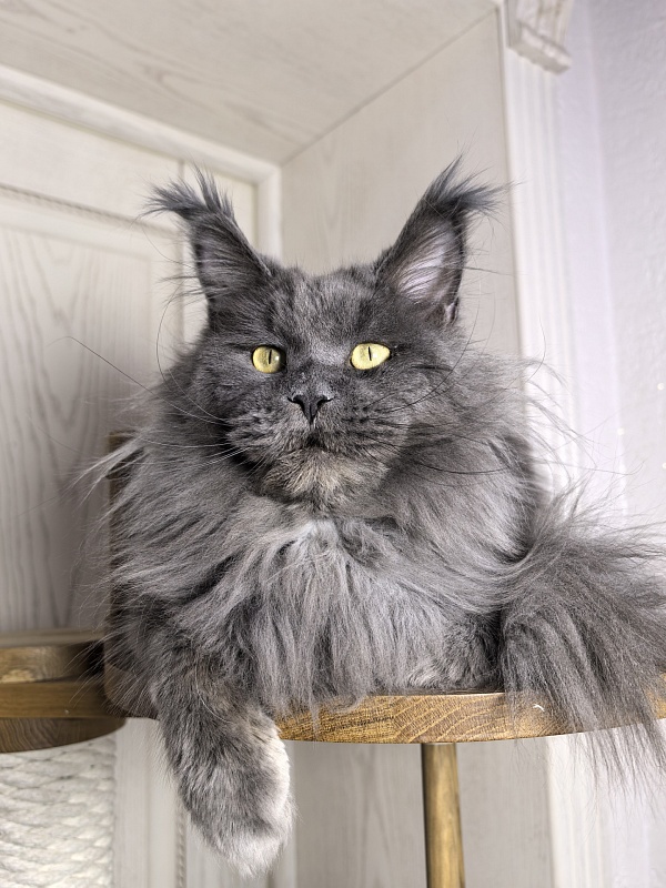 La*Mark Akbars - Adult maine-coon 1 year 8 months