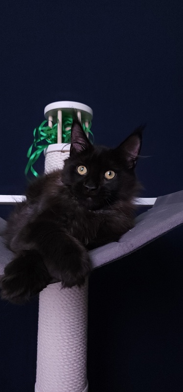 Niko*Lay Akbars - Kitten maine-coon 3 months 3.5 weeks