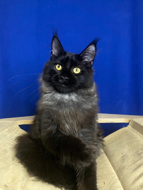 Niko*Lay Akbars - Kitten maine-coon 4 months 2.5 weeks