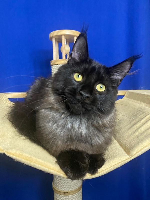 Niko*Lay Akbars - Kitten maine-coon 4 months 2.5 weeks