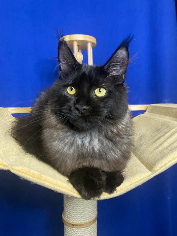 Niko*Lay Akbars - Kitten maine-coon 4 months 2.5 weeks