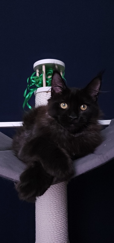 Niko*Lay Akbars - Kitten maine-coon 3 months 3.5 weeks