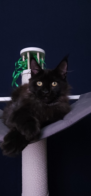 Niko*Lay Akbars - Kitten maine-coon 3 months 3.5 weeks