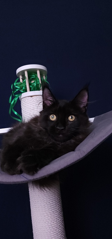 Niko*Lay Akbars - Kitten maine-coon 3 months 3.5 weeks