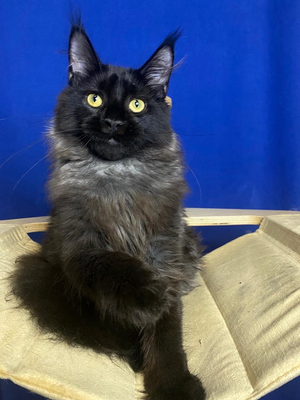 Niko*Lay Akbars - Kitten maine-coon 4 months 2.5 weeks