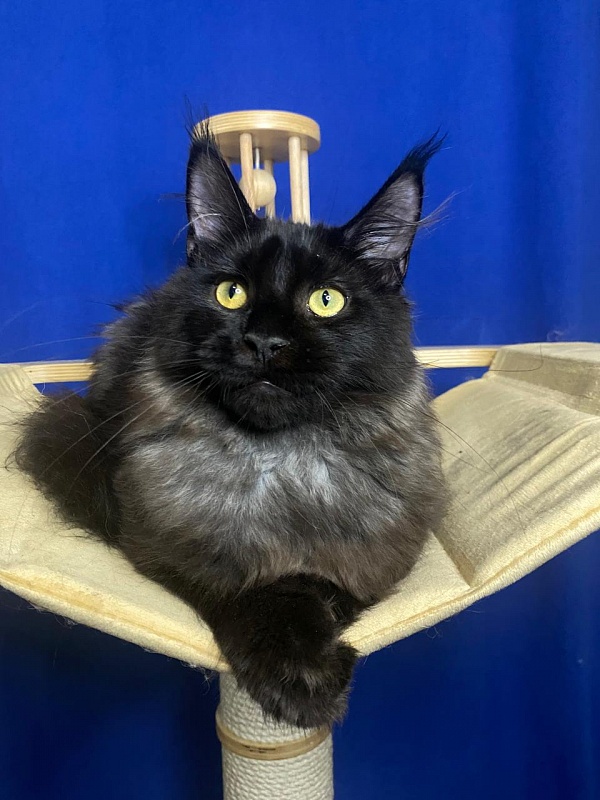 Niko*Lay Akbars - Kitten maine-coon 4 months 2.5 weeks