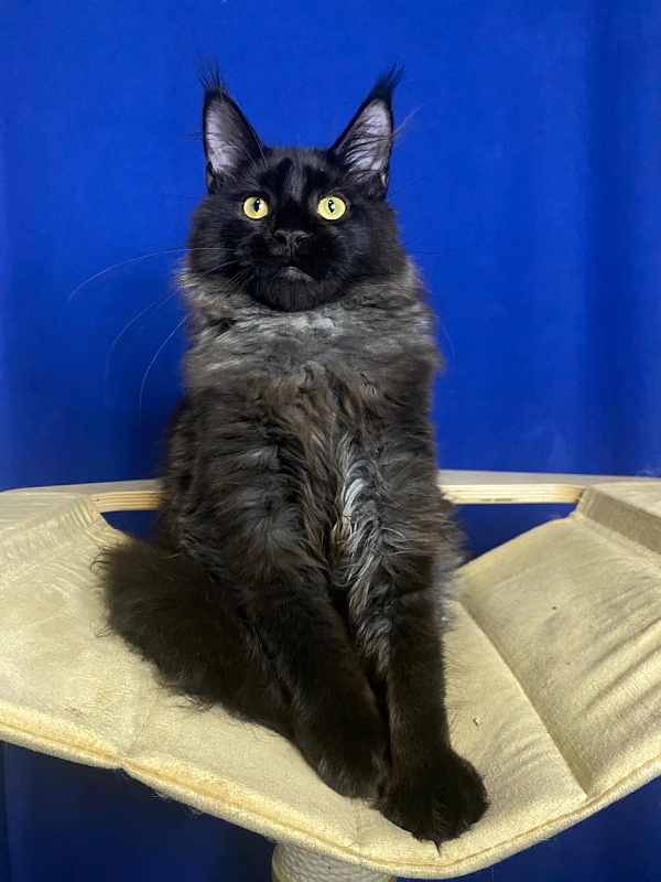 Niko*Lay Akbars - Kitten maine-coon 4 months 2.5 weeks