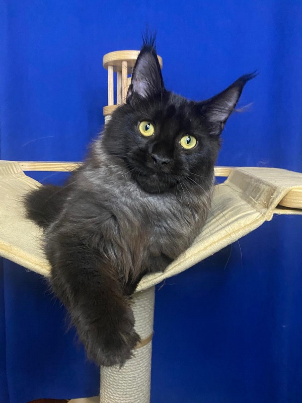 Niko*Lay Akbars - Kitten maine-coon 4 months 2.5 weeks