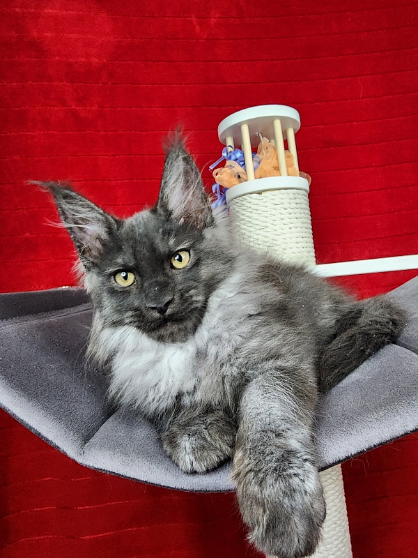 Gustav Akbars - Kitten maine-coon 2 months 1.5 week