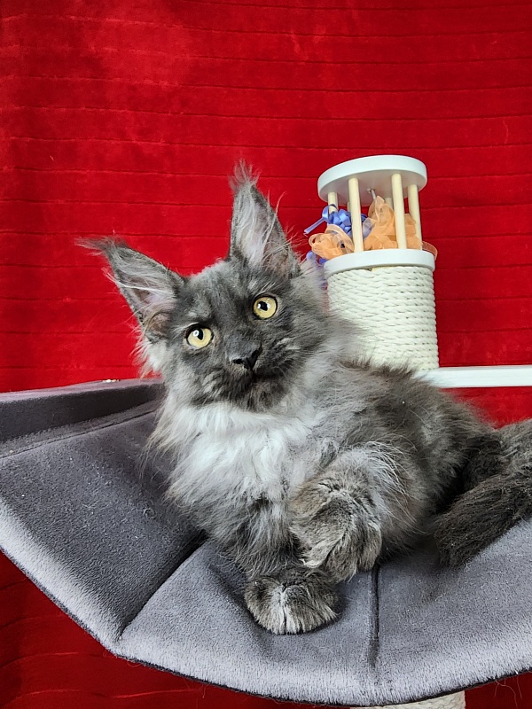 Gustav Akbars - Kitten maine-coon 2 months 1.5 week