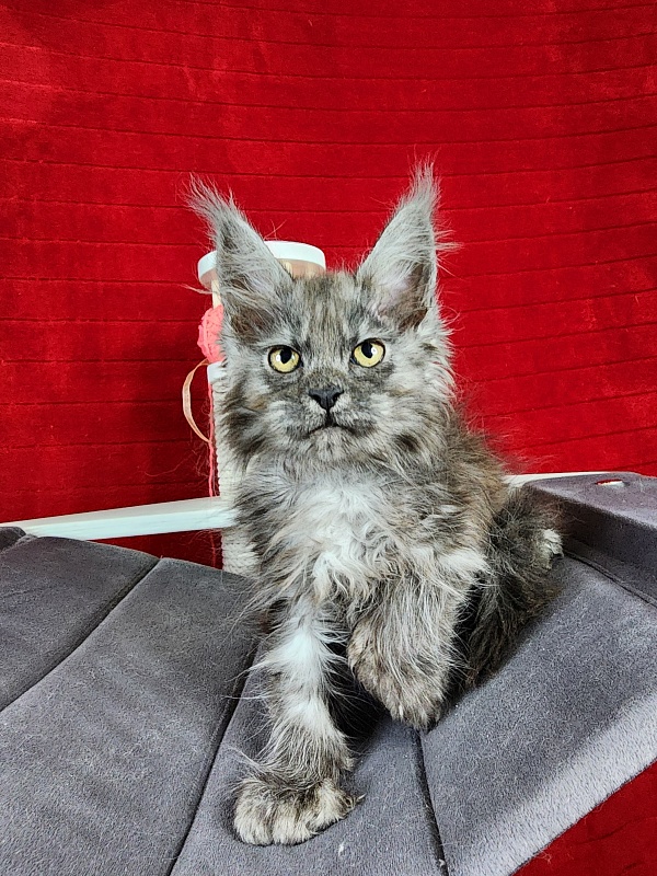 Genesis Akbars (polydactyl 65/66) - Kitten maine-coon 2.5 months