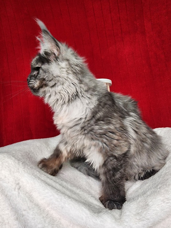 Genesis Akbars (polydactyl 65/66) - Kitten maine-coon 5 months 1 week