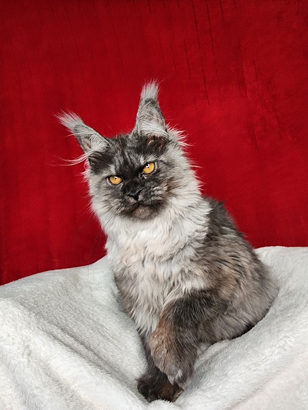 Genesis Akbars (polydactyl 65/66) - Kitten maine-coon 5 months 1 week