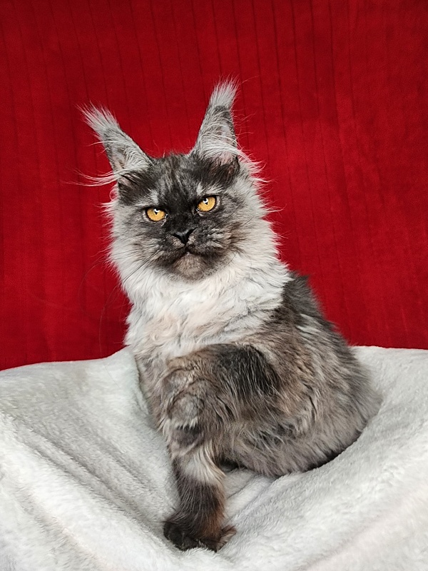Genesis Akbars (polydactyl 65/66) - Kitten maine-coon 5 months 1 week