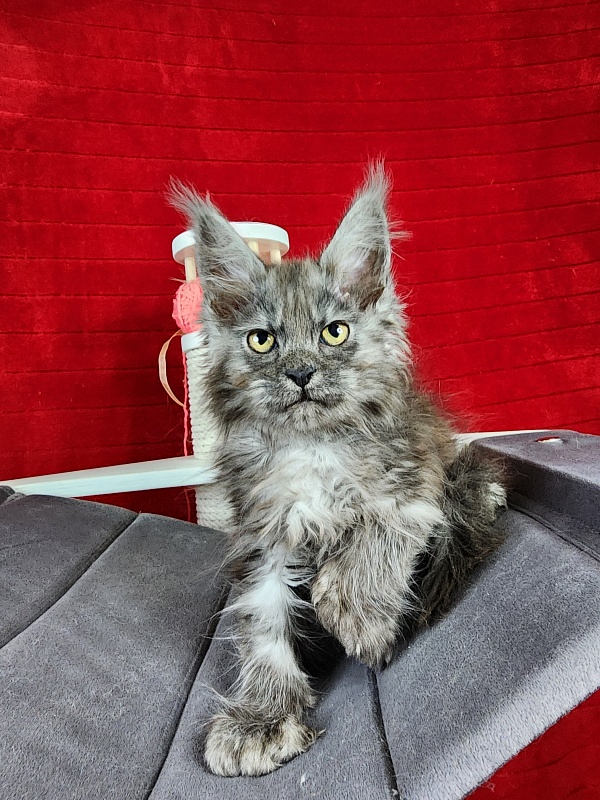 Genesis Akbars (polydactyl 65/66) - Kitten maine-coon 2.5 months