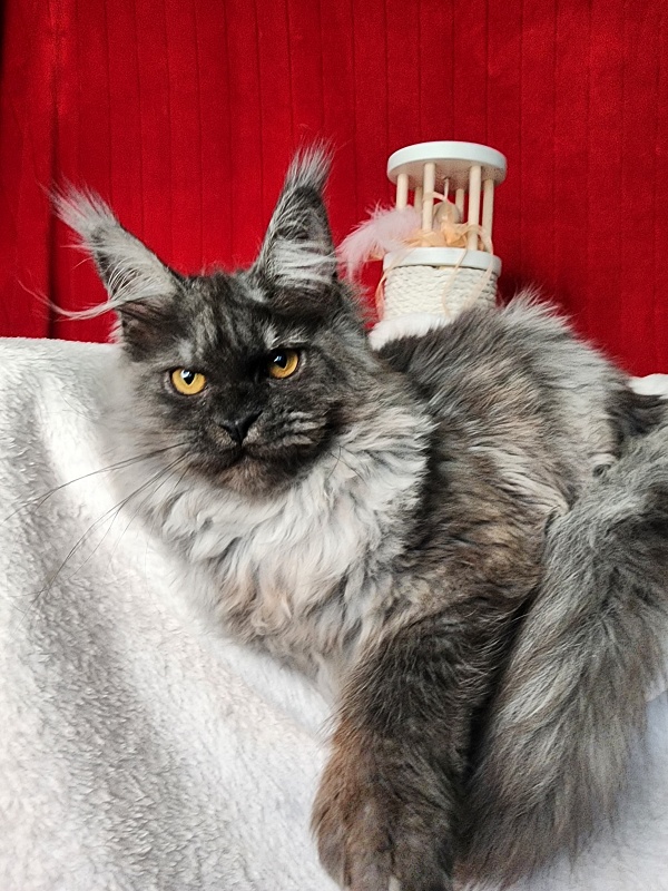 Genesis Akbars (polydactyl 65/66) - Kitten maine-coon 5 months 1 week