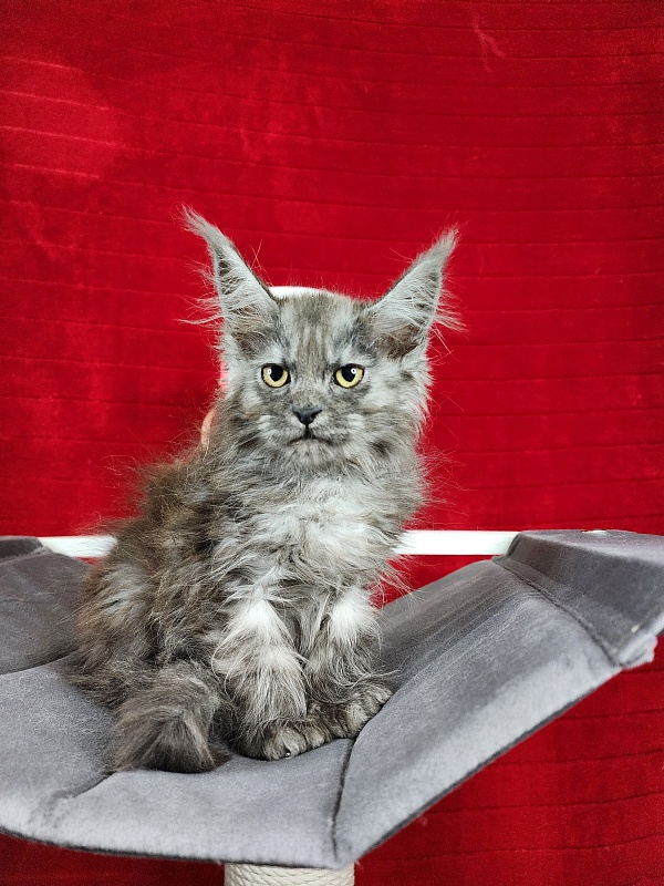 Genesis Akbars (polydactyl 65/66) - Kitten maine-coon 2.5 months