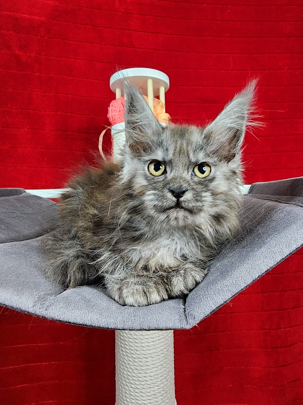 Genesis Akbars (polydactyl 65/66) - Kitten maine-coon 2.5 months
