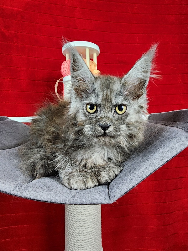 Genesis Akbars (polydactyl 65/66) - Kitten maine-coon 2.5 months