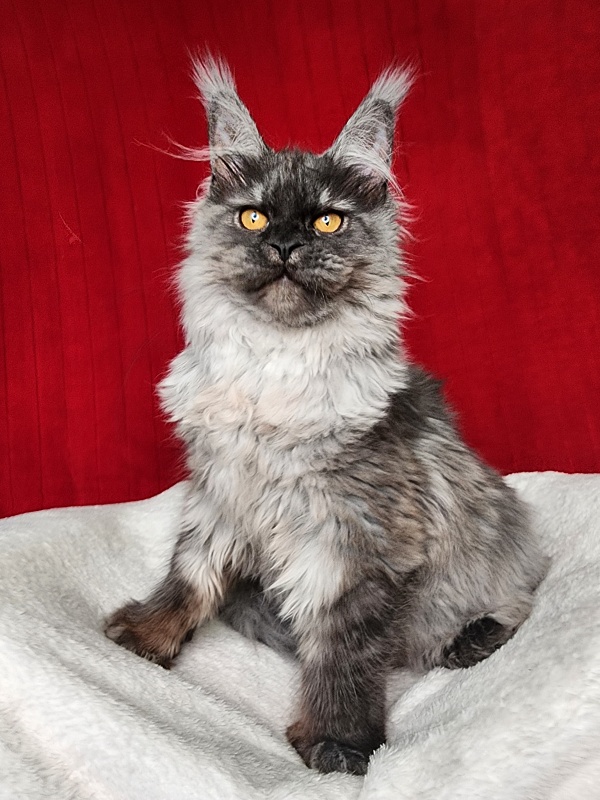 Genesis Akbars (polydactyl 65/66) - Kitten maine-coon 5 months 1 week