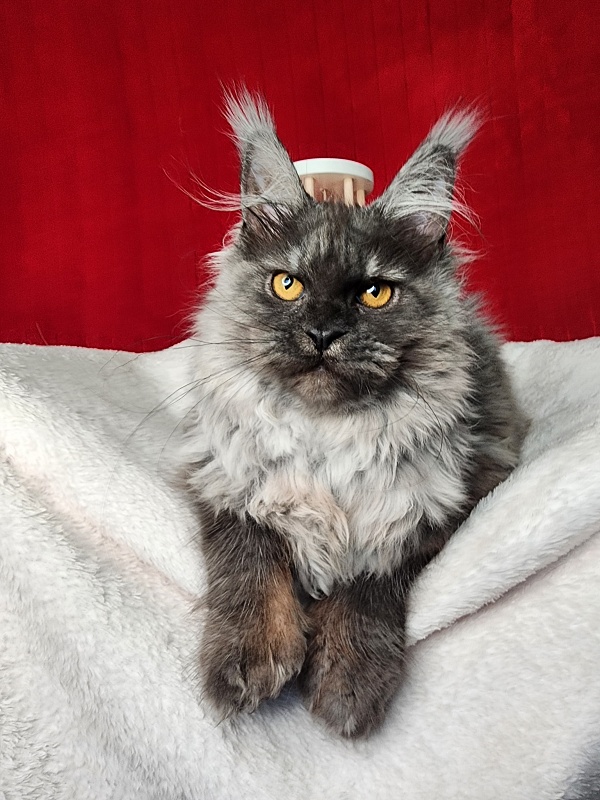 Genesis Akbars (polydactyl 65/66) - Kitten maine-coon 5 months 1 week