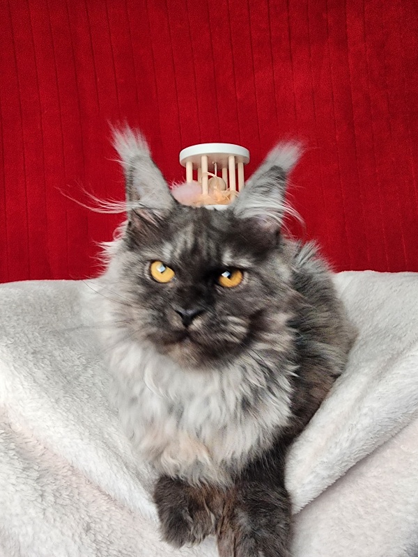 Genesis Akbars (polydactyl 65/66) - Kitten maine-coon 5 months 1 week